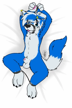 1_male 2016 animal_genitalia anthro balls bdsm black_nose blep blue_body blue_ears blue_eyes blue_fur blue_hair blue_tail border_collie canid canis dipstick_ears dipstick_tail domestic_dog floppy_ears fur gao_(gaokun) gaokun genitals hair hi_res lipsticking looking_at_viewer male mammal markings masculine multicolored_body multicolored_ears multicolored_fur multicolored_hair multicolored_tail nude nude_anthro nude_male penis penis_tip restrained sheath solo tail tail_markings tongue tongue_out two_tone_body two_tone_ears two_tone_fur two_tone_hair two_tone_tail white_balls white_body white_ears white_fur white_hair white_sheath white_tail