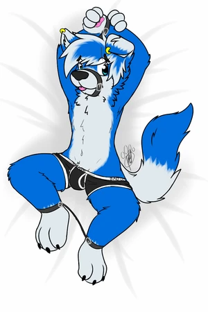 1_male 2016 anthro bdsm black_bottomwear black_clothing black_nose black_underwear blep blue_body blue_ears blue_eyes blue_fur blue_hair blue_tail border_collie bottomwear bottomwear_only bulge canid canis clothed clothing dipstick_ears dipstick_tail domestic_dog floppy_ears fur gao_(gaokun) gaokun hair hi_res looking_at_viewer male mammal markings masculine multicolored_body multicolored_ears multicolored_fur multicolored_hair multicolored_tail restrained solo tail tail_markings tongue tongue_out topless two_tone_body two_tone_ears two_tone_fur two_tone_hair two_tone_tail underwear underwear_only white_body white_ears white_fur white_hair white_tail