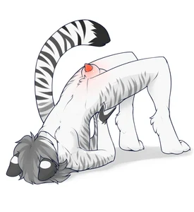 1_male 2019 animal_genitalia anklav anthro arched_back balls black_ears black_tail dlw felid fur genitals hair hi_res lipsticking male mammal markings masculine multicolored_ears pantherine paws penis penis_tip sheath solo spot_color striped_body striped_fur striped_tail stripes tail tail_markings tiger two_tone_ears white_balls white_ears white_sheath