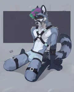 1_male 2023 alikars anthro black_body black_ears black_fur black_nose black_tail blue_bottomwear blue_clothing blue_underwear bottomwear bottomwear_only bulge canid clothed clothing dipstick_tail fur gloves_(marking) green_hair grey_body grey_fur grey_tail hair harness hi_res inner_ear_fluff male mammal markings masculine monotone_ears multicolored_body multicolored_fur multicolored_hair multicolored_tail orange_eyes purple_hair socks_(marking) solo striped_tail tail tail_markings topless tuft two_tone_hair two_tone_tail underwear underwear_only white_body white_fur white_inner_ear