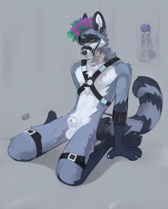 1_male 2023 alikars animal_genitalia anthro balls black_body black_ears black_fur black_nose black_tail canid dipstick_tail fully_sheathed fur genitals gloves_(marking) green_hair grey_body grey_fur grey_tail hair harness hi_res inner_ear_fluff male mammal markings masculine monotone_ears multicolored_body multicolored_fur multicolored_hair multicolored_tail nude nude_anthro nude_male orange_eyes purple_hair sheath socks_(marking) solo striped_tail tail tail_markings tuft two_tone_hair two_tone_tail white_balls white_body white_fur white_inner_ear white_sheath